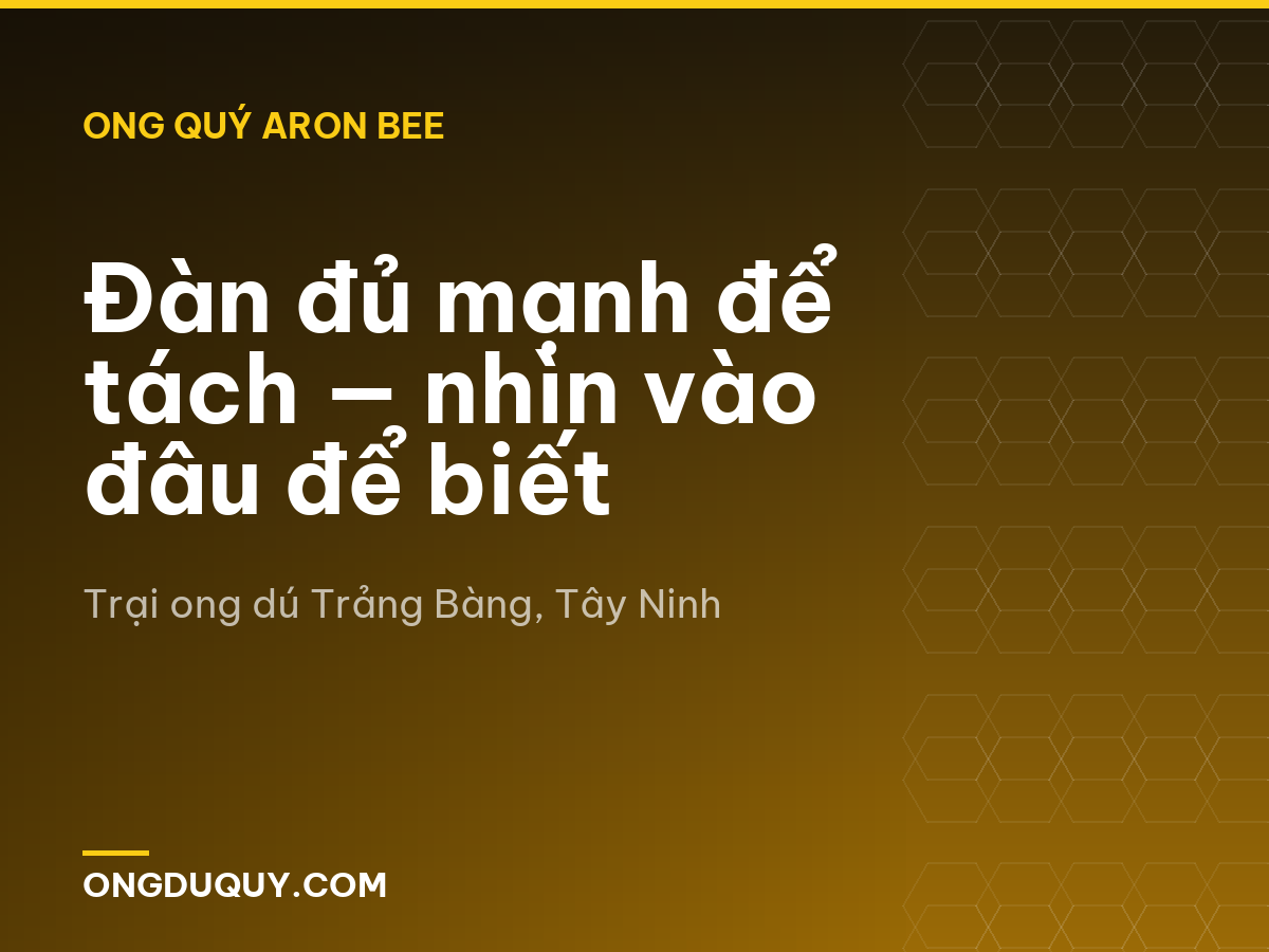 Đàn đủ mạnh để tách — nhìn vào đâu để biết
