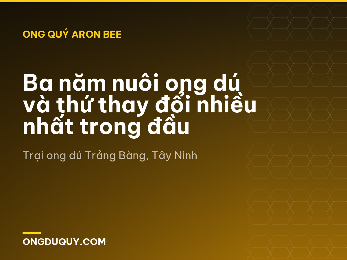 Ba năm nuôi ong dú và thứ thay đổi nhiều nhất trong đầu