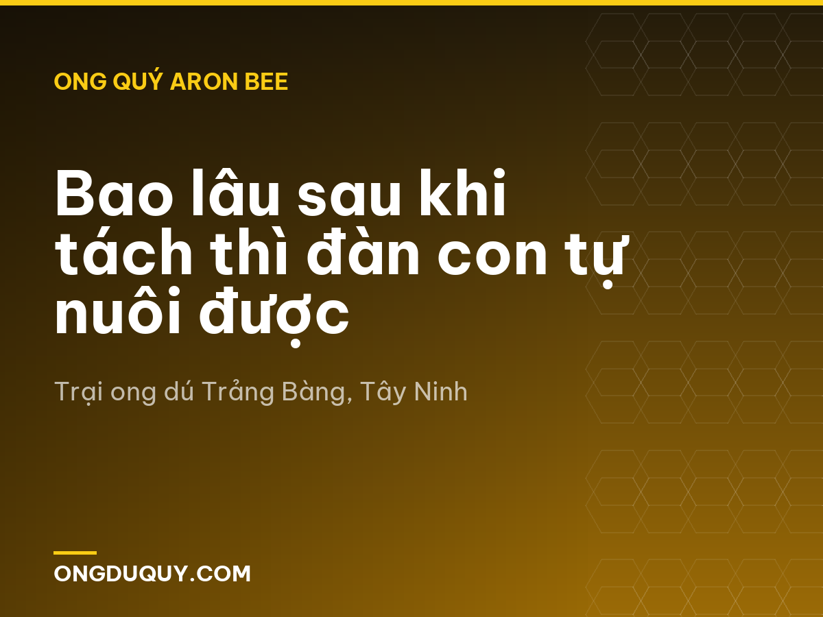 Bao lâu sau khi tách thì đàn con tự nuôi được