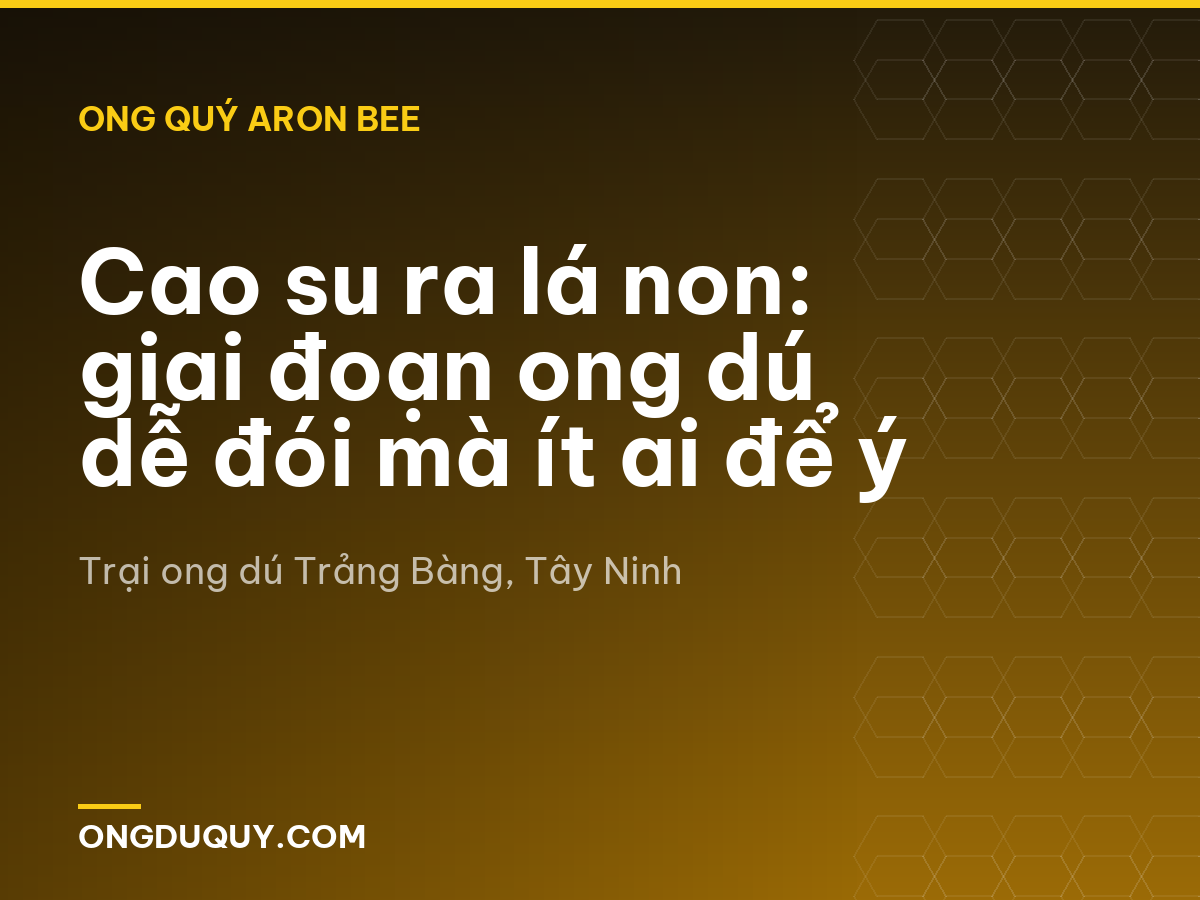 Cao su ra lá non: giai đoạn ong dú dễ đói mà ít ai để ý