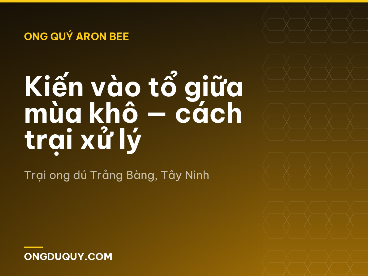 Kiến vào tổ giữa mùa khô — cách trại xử lý