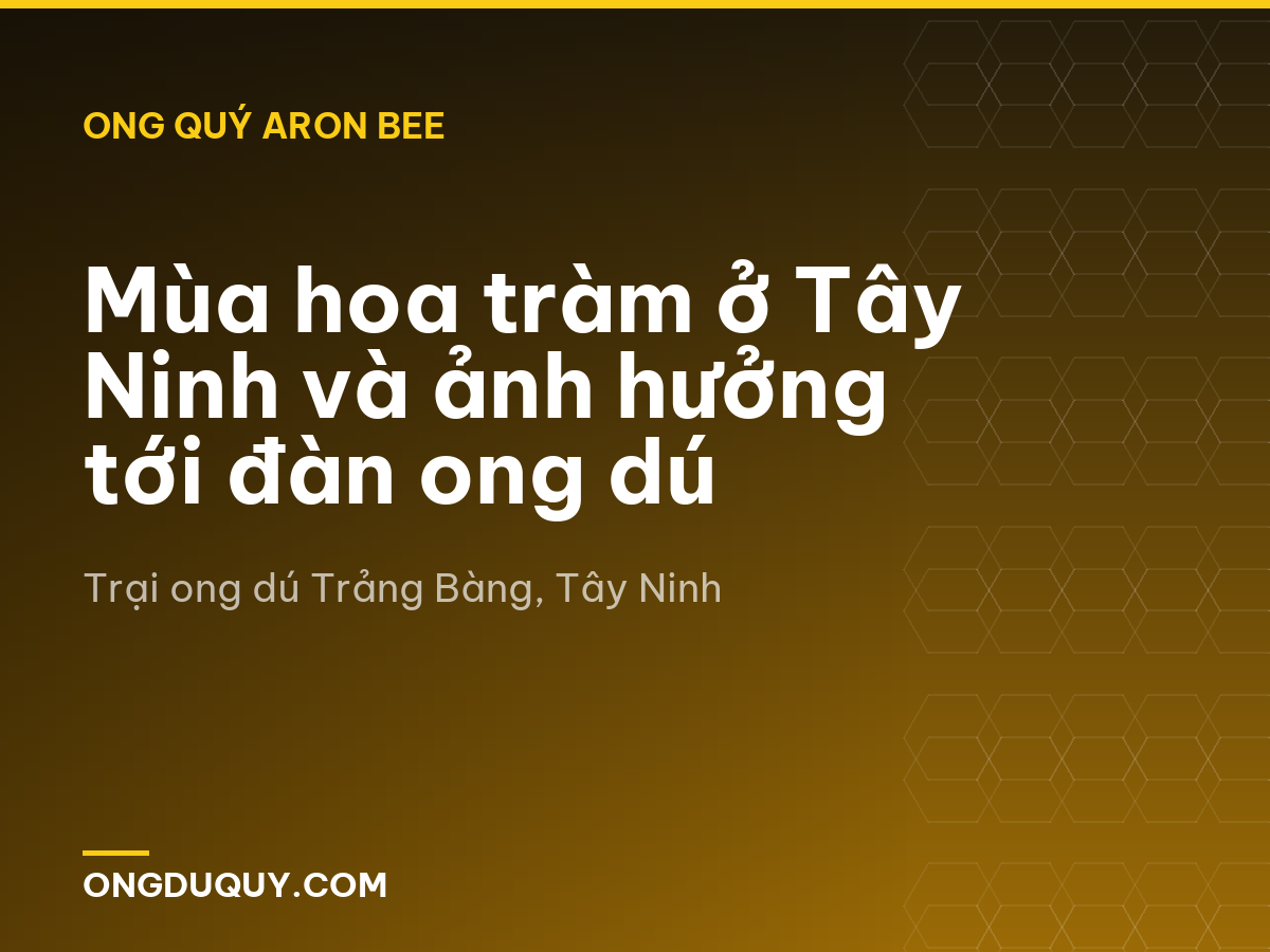 Mùa hoa tràm ở Tây Ninh và ảnh hưởng tới đàn ong dú