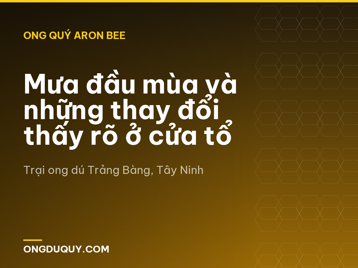 Mưa đầu mùa và những thay đổi thấy rõ ở cửa tổ