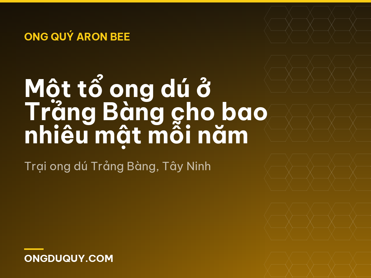 Một tổ ong dú ở Trảng Bàng cho bao nhiêu mật mỗi năm