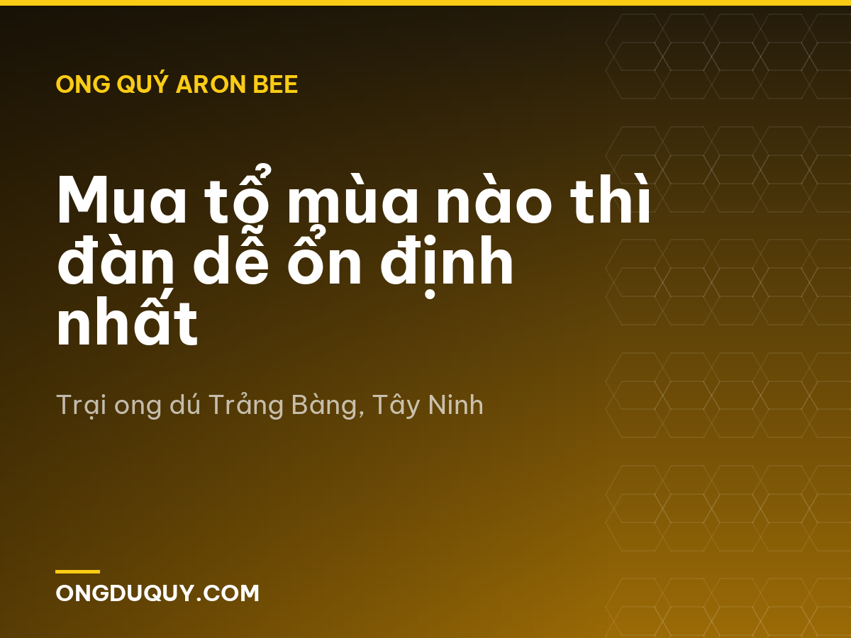 Mua tổ mùa nào thì đàn dễ ổn định nhất