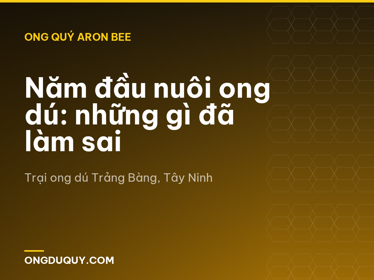 Năm đầu nuôi ong dú: những gì đã làm sai