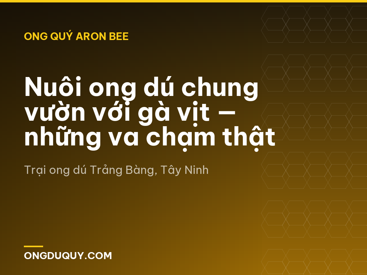 Nuôi ong dú chung vườn với gà vịt — những va chạm thật
