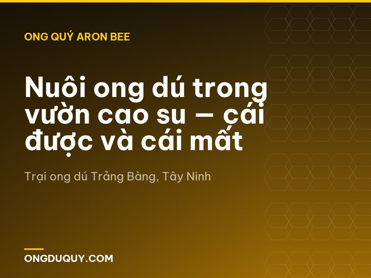 Nuôi ong dú trong vườn cao su — cái được và cái mất