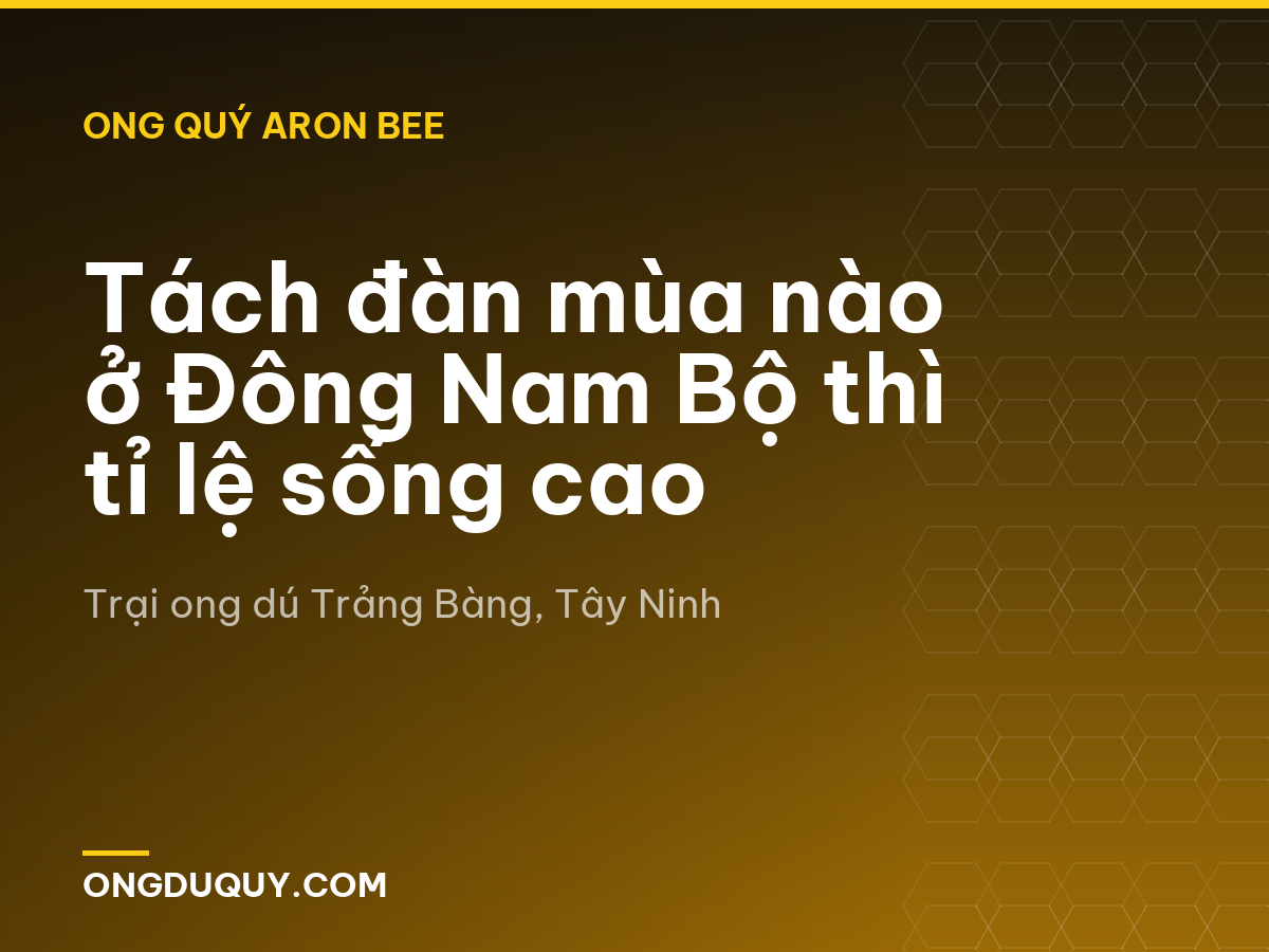 Tách đàn mùa nào ở Đông Nam Bộ thì tỉ lệ sống cao
