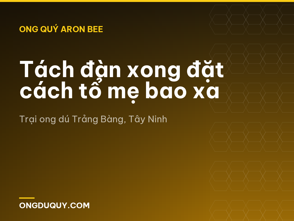 Tách đàn xong đặt cách tổ mẹ bao xa