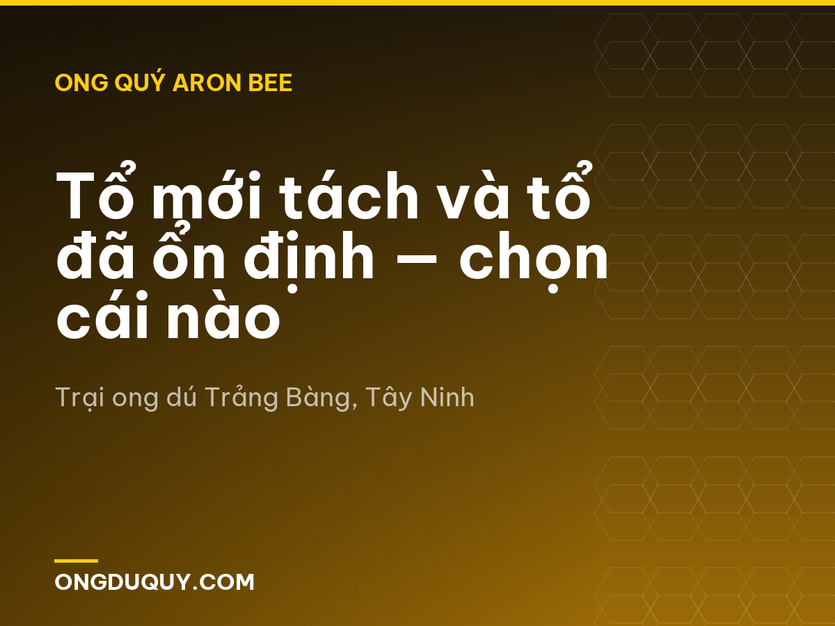 Tổ mới tách và tổ đã ổn định — chọn cái nào