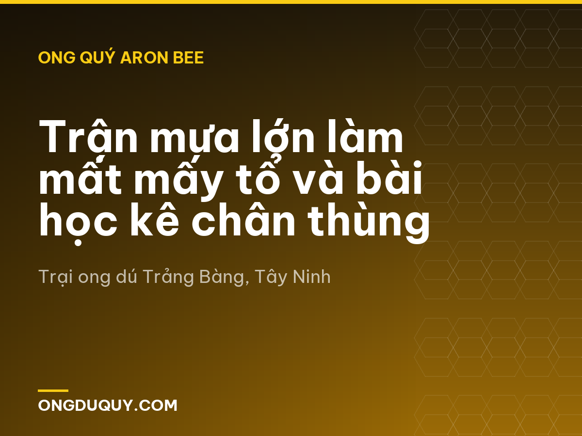 Trận mưa lớn làm mất mấy tổ và bài học kê chân thùng