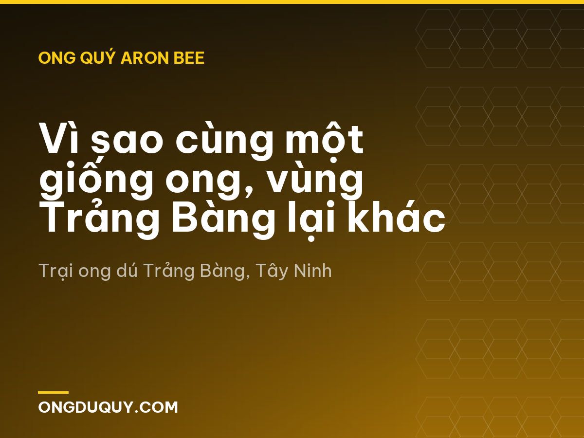 Vì sao cùng một giống ong, vùng Trảng Bàng lại khác