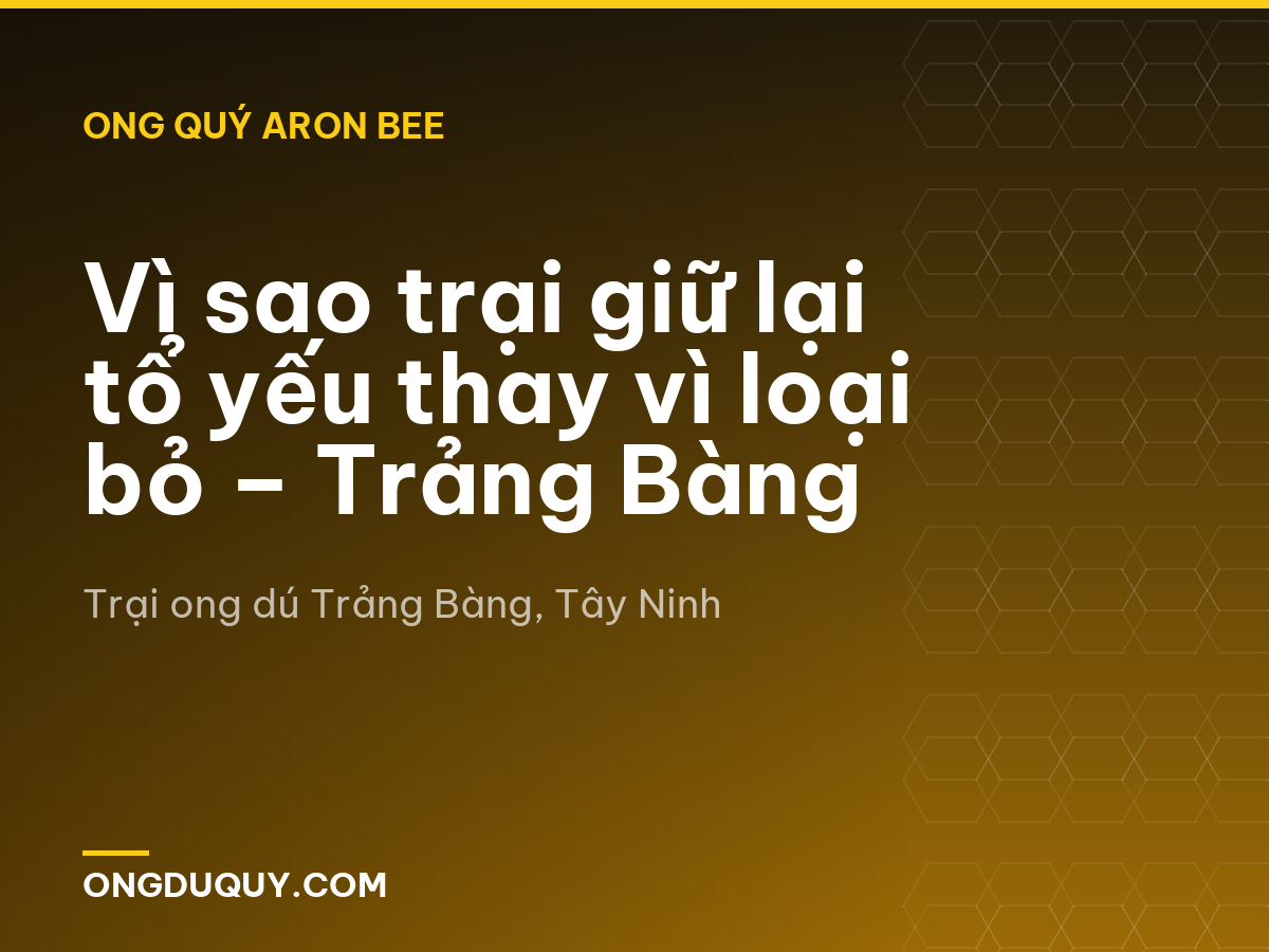 Vì sao trại giữ lại tổ yếu thay vì loại bỏ – Trảng Bàng
