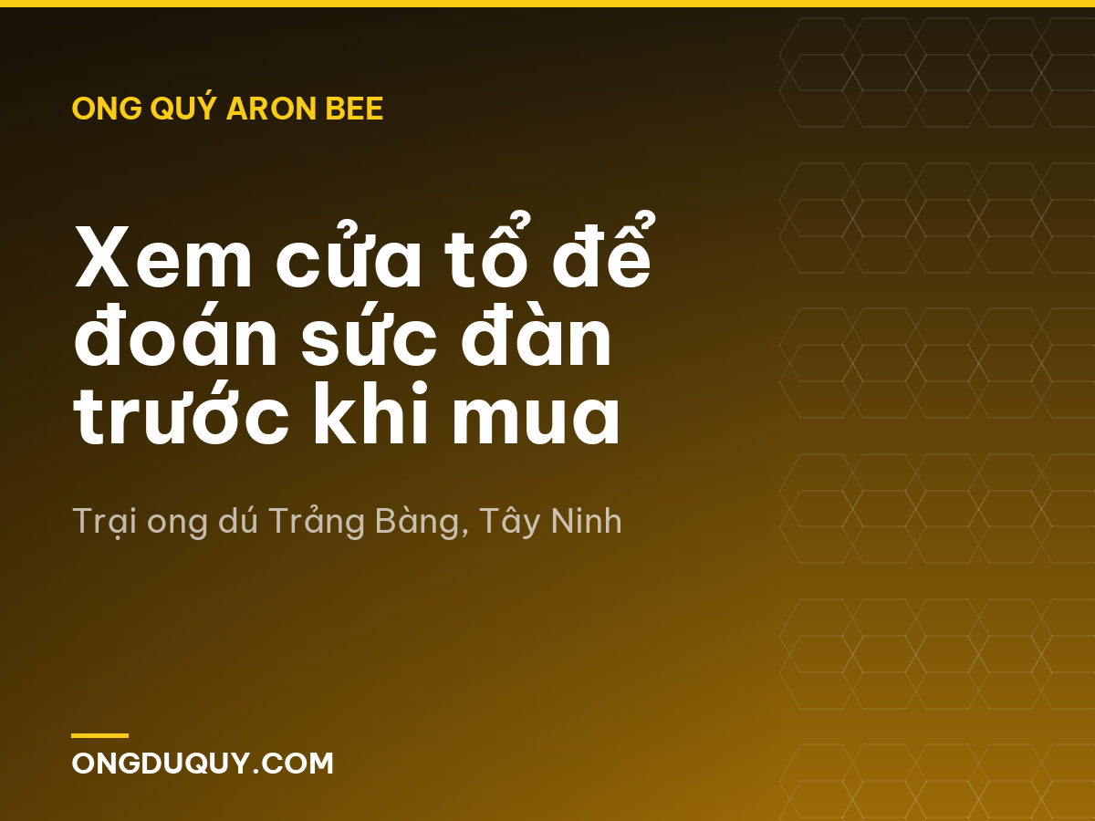 Xem cửa tổ để đoán sức đàn trước khi mua
